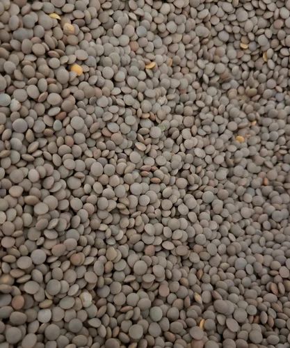 Black Sabut Masoor Dal, High in Protein, Packaging Size: 25 Kg