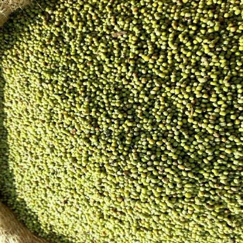 Organic Green Moong, Sprouting grade