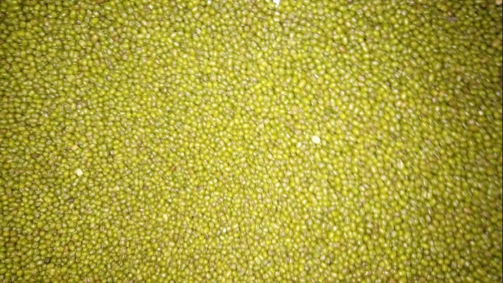Green Lentil