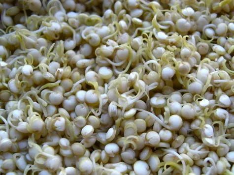 Jowar Sprouts, Sprouted