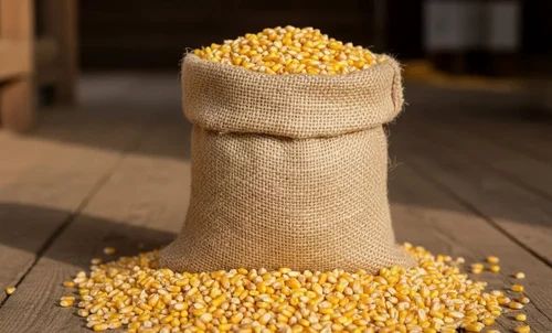 Maize