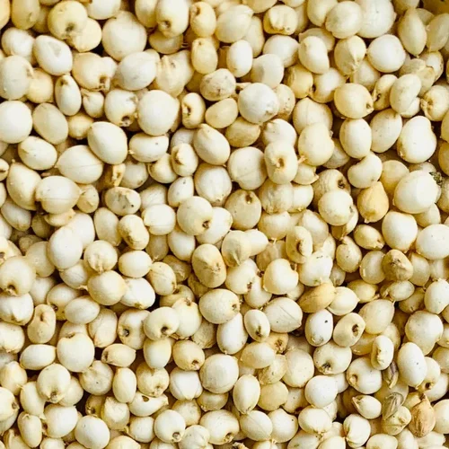 Beige White Jowar Sorghum Seeds, High in Protein