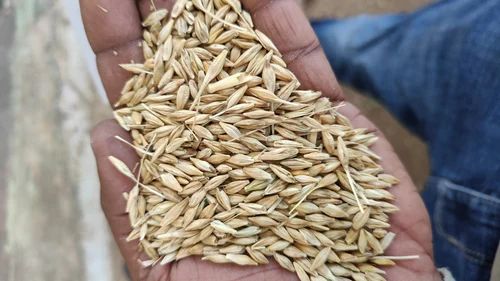 Whole Barley Grain, Hulled, For Cattle Feed
