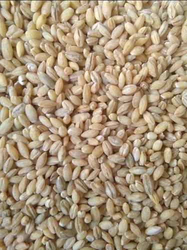 Pearl Barley Jo Ghat Jau Ghat (chila Jau)