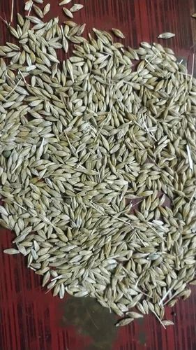 Whole Barley Grain, For Human Consumption