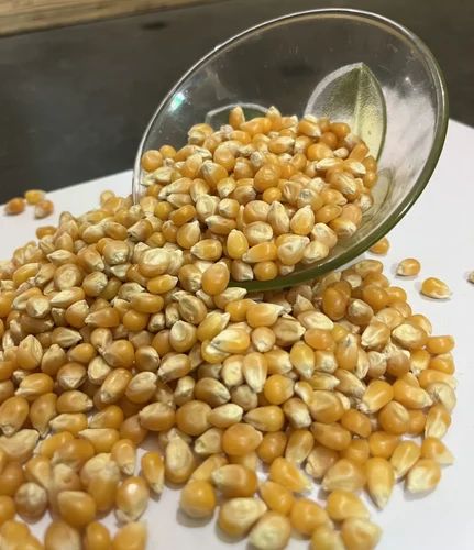 Mushroom Popcorn Kernal, 30kgs