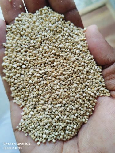 White Bold Quinoa, Packaging Size: 25 Kg, Organic