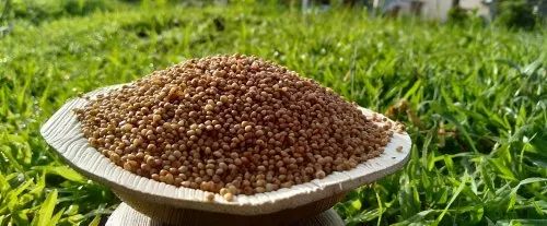 Kodo Millet grains, Unpolished, Packaging Size: 30 Kg