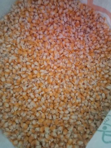 Premium Broken Maize Corn Grits Cleaned & Dried Poultry & Cattle Feed Grade Bulk Supply