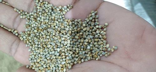 30kg Bajra Grain (Green), High in Protein