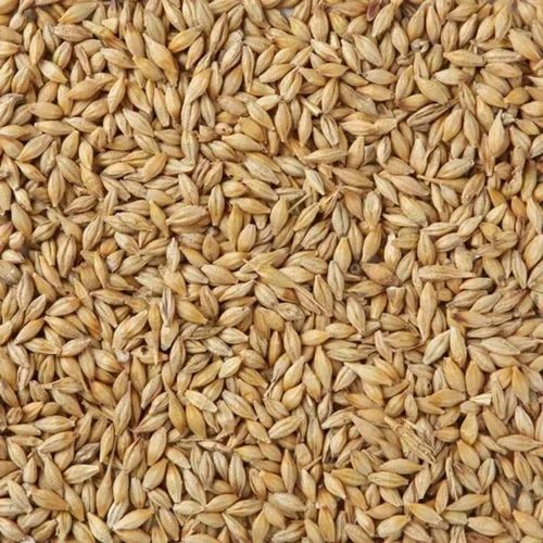 Brown Barley Malt Grain, Organic