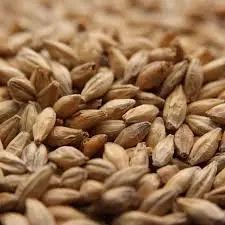 Malt