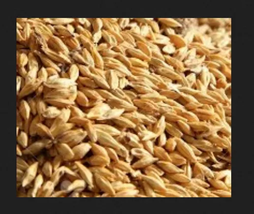 Barley Malt